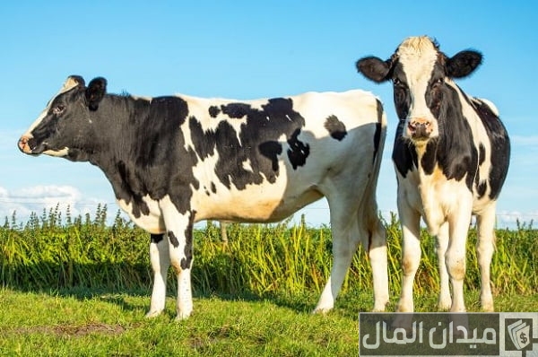 دراسة جدوى مشروع تربية الأبقار الحلوب في مصر دراسة جدوى مشروع تربية الأبقار الحلوب في مصر