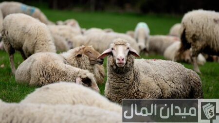 مشروع تربية الأغنام في مصر مشروع تربية الأغنام في مصر