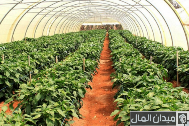 إنتاج شتلات الخضر تحت الصوب الزراعية إنتاج شتلات الخضر تحت الصوب الزراعية