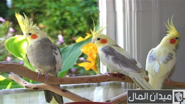دراسة جدوى مشروع تربية عصافير الزينة دراسة جدوى مشروع تربية عصافير الزينة