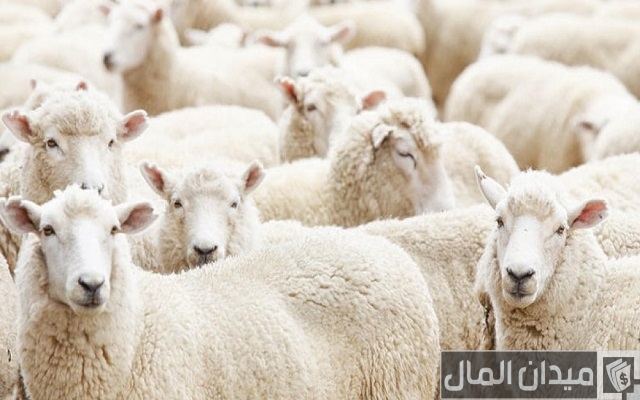 مشروع استيراد مواشي مشروع استيراد مواشي