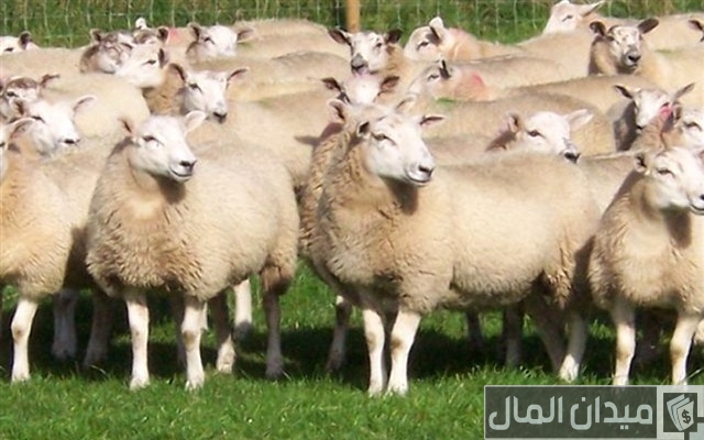 مشروع استيراد مواشي مشروع استيراد مواشي