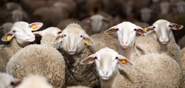 دراسة جدوى مشروع استيراد مواشي مشروع استيراد مواشي