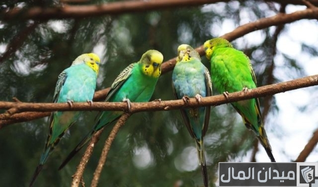 دراسة جدوى مشروع تربية عصافير الزينة دراسة جدوى مشروع تربية عصافير الزينة