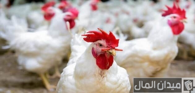 وزن الفراخ البيضاء عمر 30 يوم وزن الفراخ البيضاء عمر 30 يوم