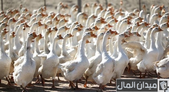 دراسة جدوى تربية الأوز دراسة جدوى تربية الأوز