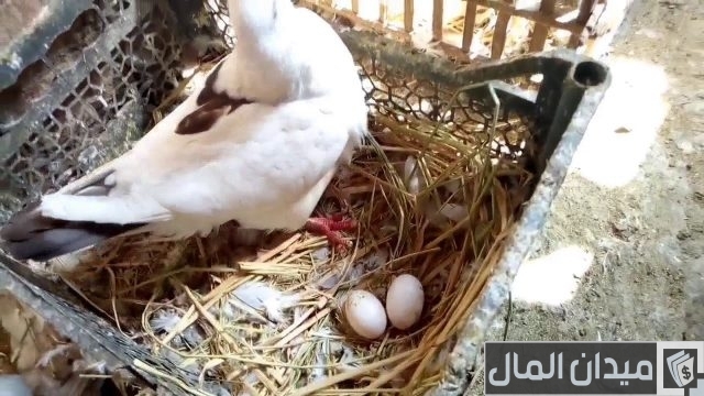 كيفية تربية الحمام للمبتدئين كيفية تربية الحمام للمبتدئين
