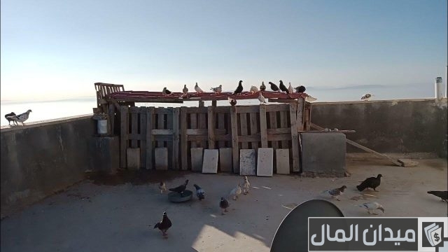 كيفية تربية الحمام للمبتدئين كيفية تربية الحمام للمبتدئين