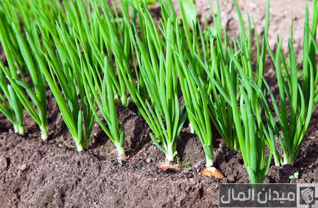 مواعيد زراعة البصل والثوم في مصر مواعيد زراعة البصل والثوم في مصر