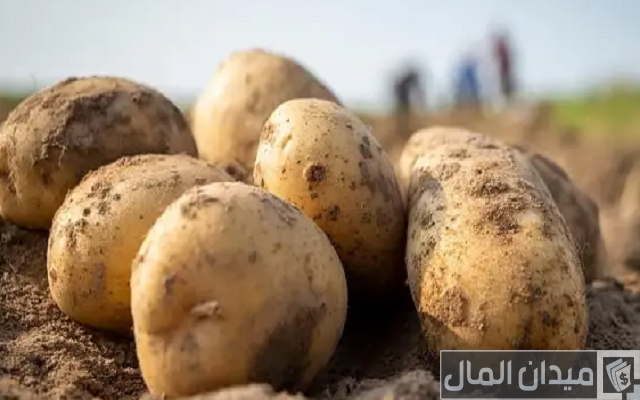 دراسة جدوى زراعة فدان بطاطس وأصناف البطاطس دراسة جدوى زراعة فدان بطاطس وأصناف البطاطس