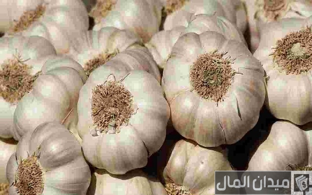 دراسة جدوى زراعة فدان ثوم دراسة جدوى زراعة فدان ثوم
