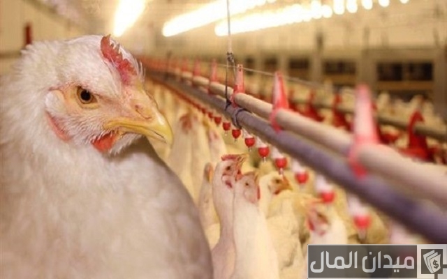دراسة جدوى مشروع تربية الدجاج اللاحم دراسة جدوى مشروع تربية الدجاج اللاحم
