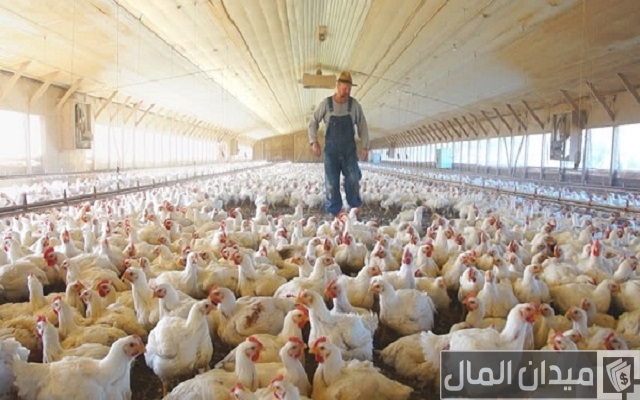 دراسة جدوى مشروع تربية الدجاج اللاحم دراسة جدوى مشروع تربية الدجاج اللاحم