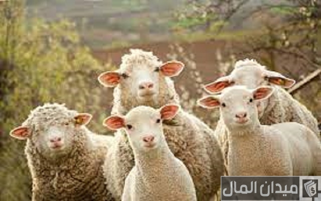 أسرع طريقة لتسمين الخراف بالخطوات ومدة تسمين الأغنام أسرع طريقة لتسمين الخراف بالخطوات ومدة تسمين الأغنام