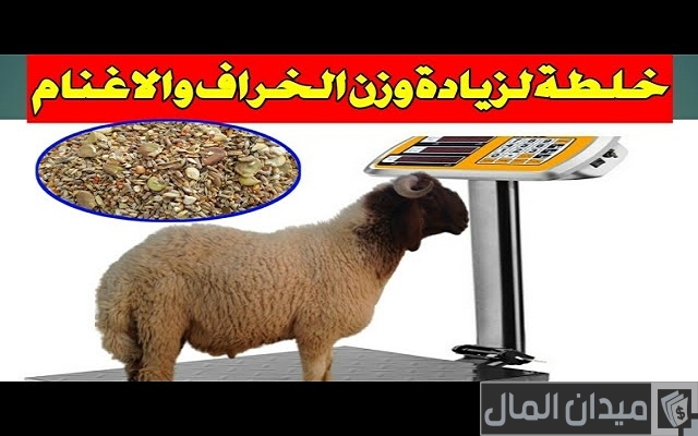 أسرع طريقة لتسمين الخراف بالخطوات ومدة تسمين الأغنام أسرع طريقة لتسمين الخراف بالخطوات ومدة تسمين الأغنام