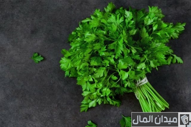 كيف تزرع البقدونس في بيتك كيف تزرع البقدونس في بيتك