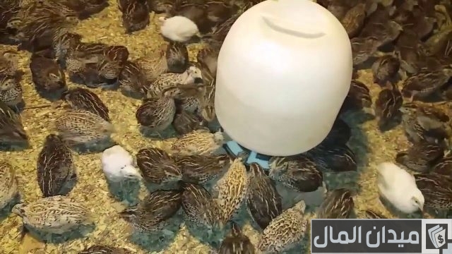 دراسة جدوى مشروع تربية السمان بالتفصيل دراسة جدوى مشروع تربية السمان بالتفصيل