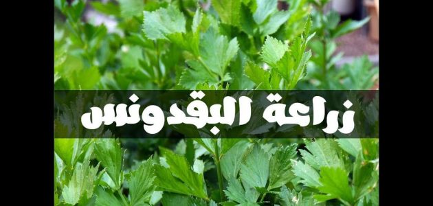 زراعة البقدونس في المنزل كيف تزرع البقدونس في بيتك
