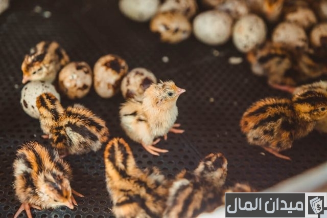 دراسة جدوى مشروع تربية السمان بالتفصيل دراسة جدوى مشروع تربية السمان بالتفصيل