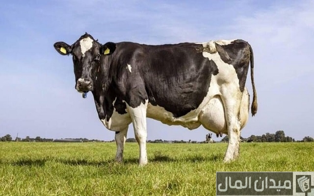 أجود أنواع الأبقار في العراق أجود أنواع الأبقار في العراق