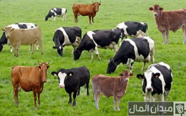 أجود أنواع الأبقار في العراق أجود أنواع الأبقار في العراق