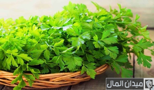 كيف تزرع البقدونس في بيتك كيف تزرع البقدونس في بيتك