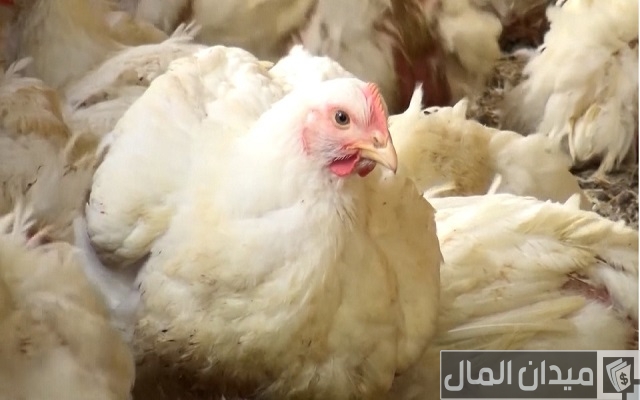 علاج الإسهال عند الدواجن التسمين علاج الإسهال عند الدواجن التسمين