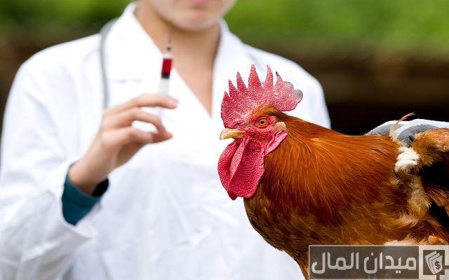 علاج الإسهال عند الدواجن التسمين علاج الإسهال عند الدواجن التسمين