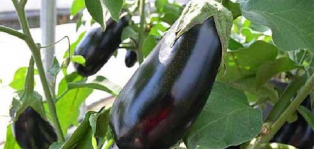 موعد زراعة الباذنجان في مصر ومتى ينتهي موسم الباذنجان مواعيد زراعة الباذنجان في مصر