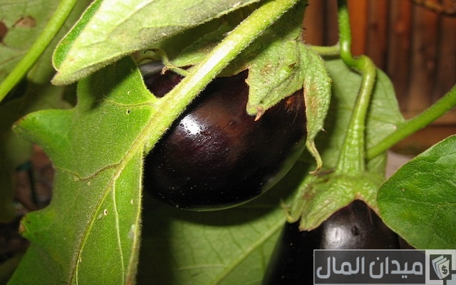 مواعيد زراعة الباذنجان في مصر مواعيد زراعة الباذنجان في مصر