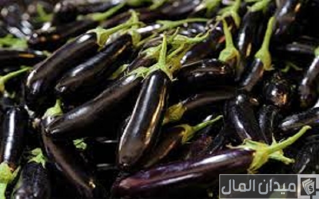 مواعيد زراعة الباذنجان في مصر مواعيد زراعة الباذنجان في مصر