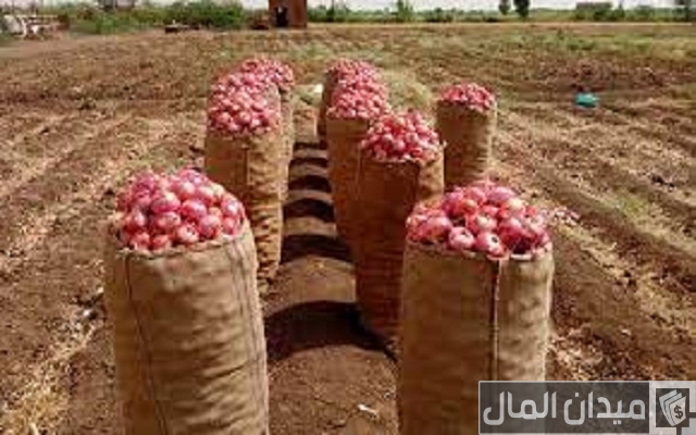 زراعة البصل في الأراضي الصحراوية زراعة البصل في الأراضي الصحراوية