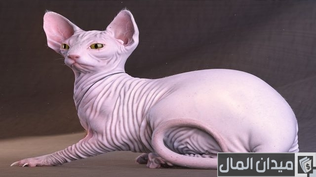 أغلى أنواع القطط في العالم أغلى أنواع القطط في العالم