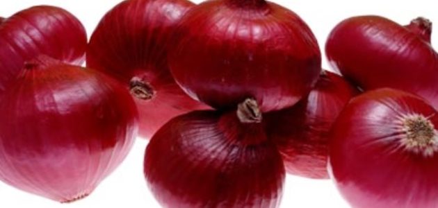 موسم زراعة البصل في الأراضي الصحراوية زراعة البصل في الأراضي الصحراوية