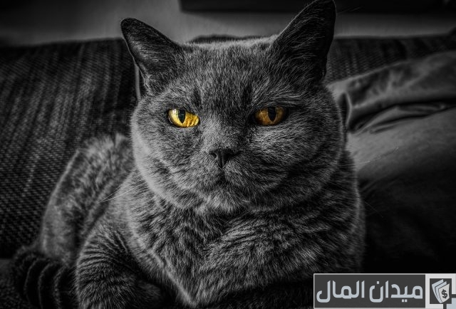 أغلى أنواع القطط في العالم أغلى أنواع القطط في العالم