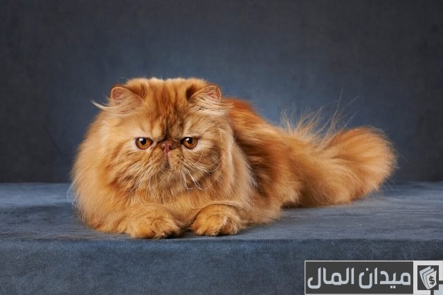 أغلى أنواع القطط في العالم أغلى أنواع القطط في العالم