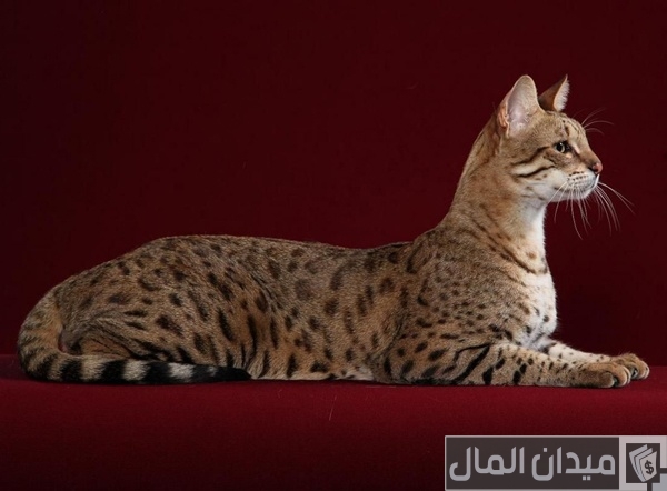 أغلى أنواع القطط في العالم أغلى أنواع القطط في العالم