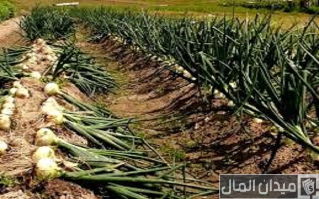 زراعة البصل في الأراضي الصحراوية زراعة البصل في الأراضي الصحراوية