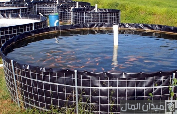 دراسة جدوى مشروع تربية السمك على أسطح المنازل مربح دراسة جدوى مشروع تربية السمك على أسطح المنازل مربح
