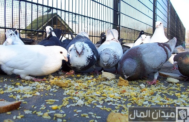 تربية الحمام البلدي في البيت تربية الحمام البلدي في البيت