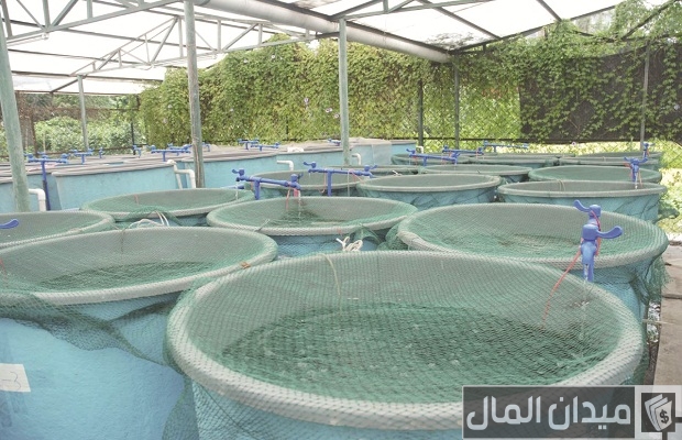دراسة جدوى مشروع تربية السمك على أسطح المنازل مربح دراسة جدوى مشروع تربية السمك على أسطح المنازل مربح