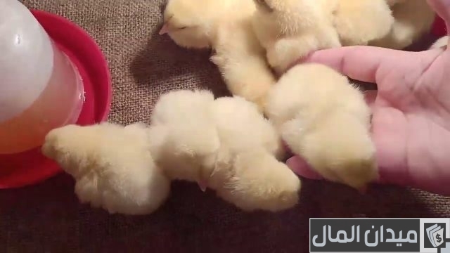 وزن الفراخ البيضاء عمر 20 يوم وزن الفراخ البيضاء عمر 20 يوم