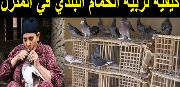 تربية الحمام البلدي في في اقفاص في المنزل تربية الحمام البلدي في البيت