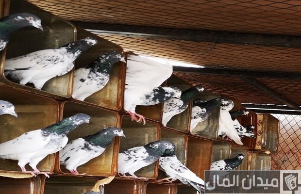 تربية الحمام البلدي في البيت تربية الحمام البلدي في البيت