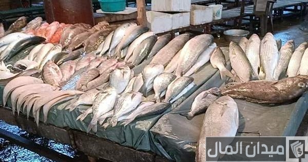 مشروع تجارة الأسماك في مصر مشروع تجارة الأسماك في مصر