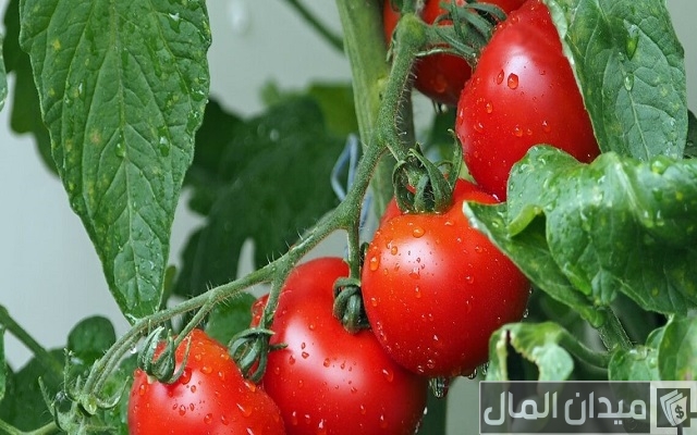 أفضل المحاصيل الصحراوية أفضل المحاصيل الصحراوية
