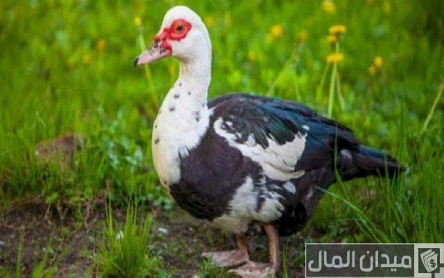 الفرق بين البط المولار والمسكوفى وبعض المعلومات عن نوعي البط الفرق بين البط المولار والمسكوفى وبعض المعلومات عن نوعي البط