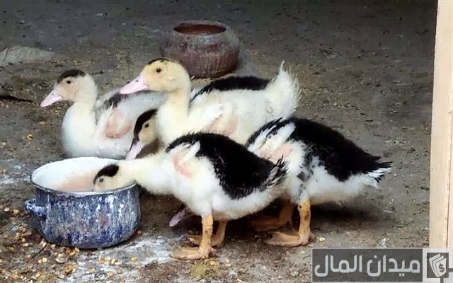 الفرق بين البط المولار والمسكوفى وبعض المعلومات عن نوعي البط الفرق بين البط المولار والمسكوفى وبعض المعلومات عن نوعي البط