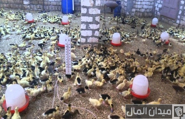 تربية البط المسكوفى عمر يوم تربية البط المسكوفى عمر يوم