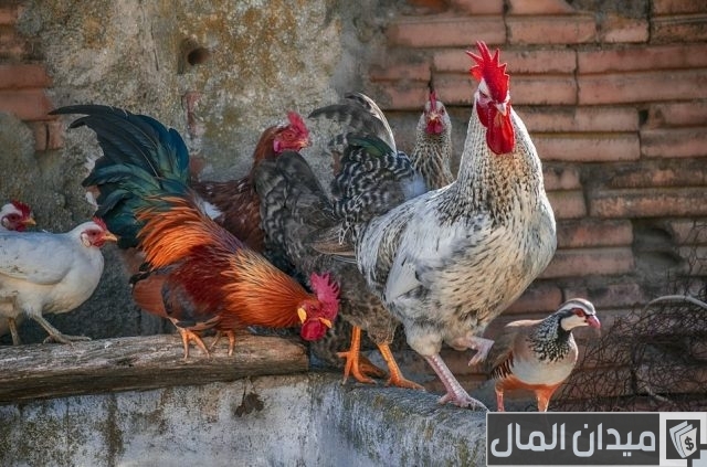 كيفية تربية الدواجن كيفية تربية الدواجن